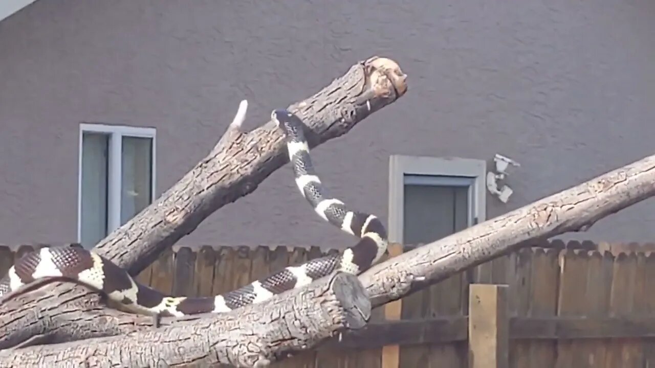 Columbine the King Snake at "Spring Training 2021" + Dove Spectator