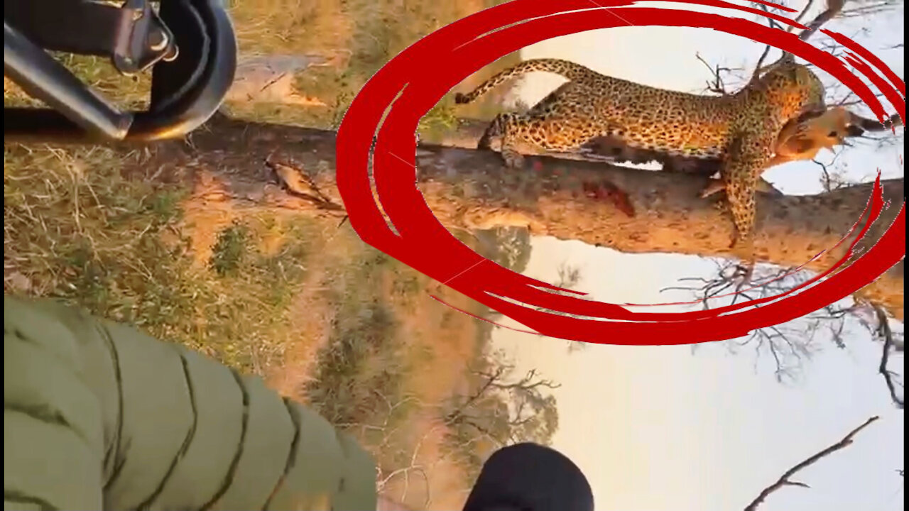 Incredible Moment Leopard Steals Prey From Hyenas And Runs Up A Tree