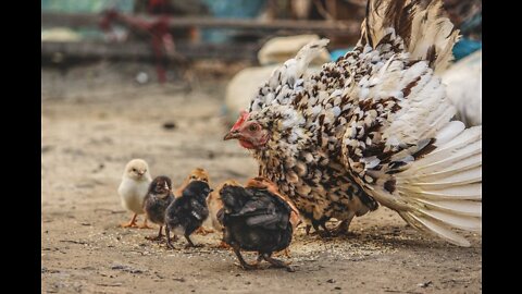 Chicken VS Dog Fight - Funny Dog Fight Videos🤣🤣🤣