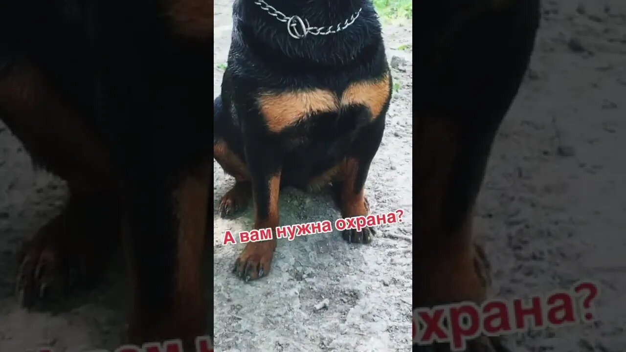 #shorts Смешные Собаки Из Тик Тока 230 Funny Dogs From Tiktok