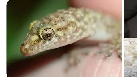 HOUSE GECKO