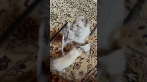 10 Week Old Adorable Kittens Practicing Surprise Attack | #Shorts | #CuteKittens | #CuteAnimals