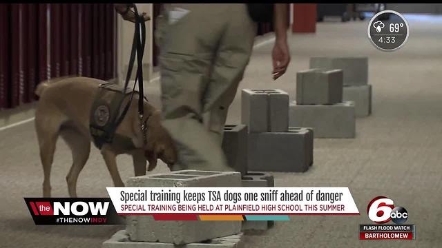 Special training keeps TSA dogs one sniff ahead of danger