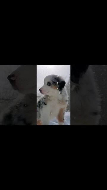 #Shorts Lucy loving the snow