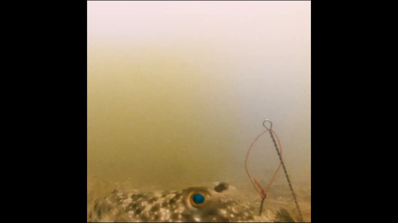 puffer on the baitcam