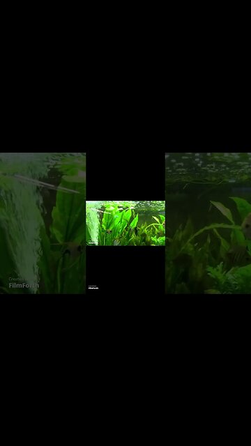 MASTER AQUARIUM #SHORT