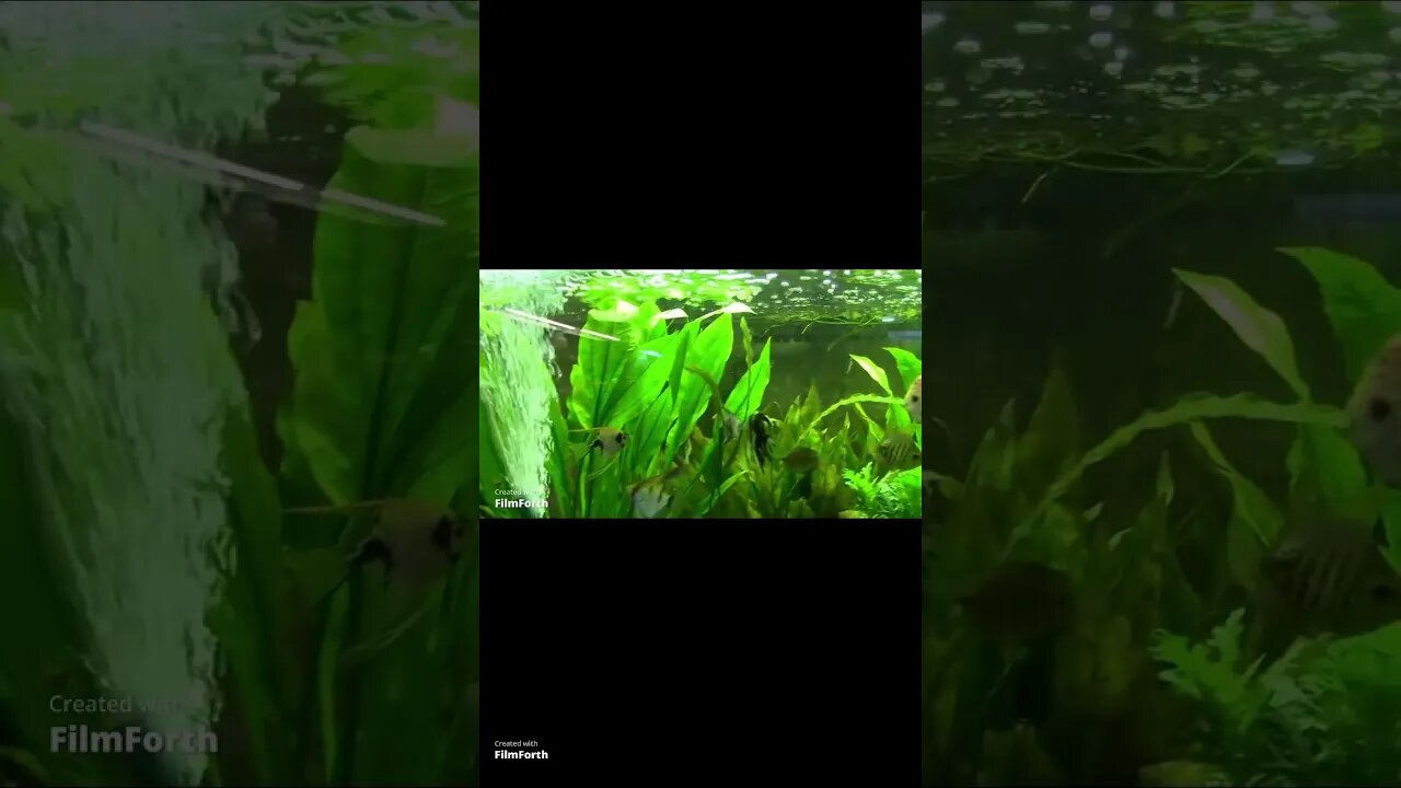 MASTER AQUARIUM #SHORT