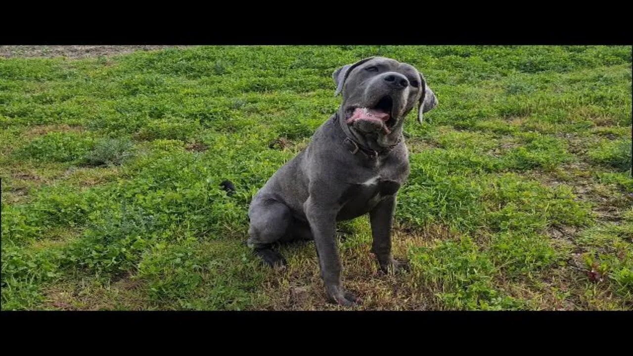 Bruce The Puppy Cane Corso 50 KG 110 Lbs 10.5 Months Old-