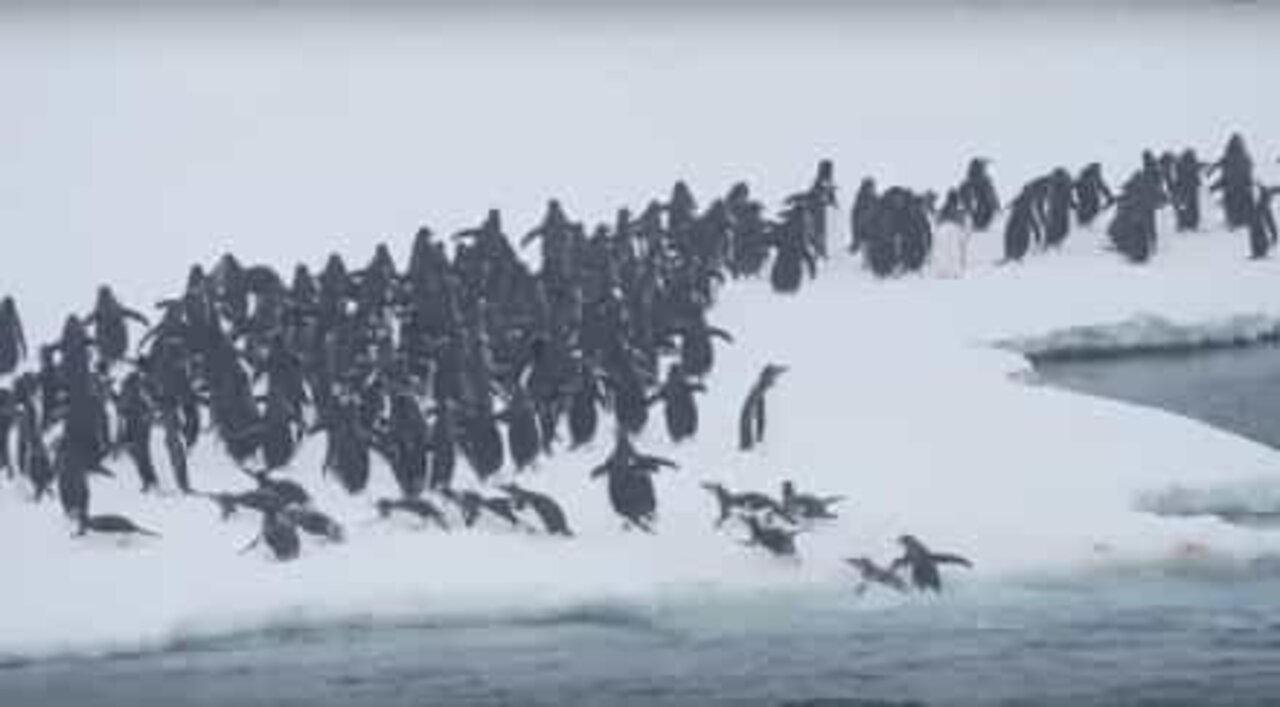 Pinguins empolgados pulam em iceberg na Antártica