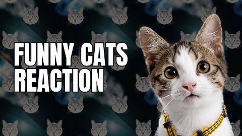 Funniest Animal Videos