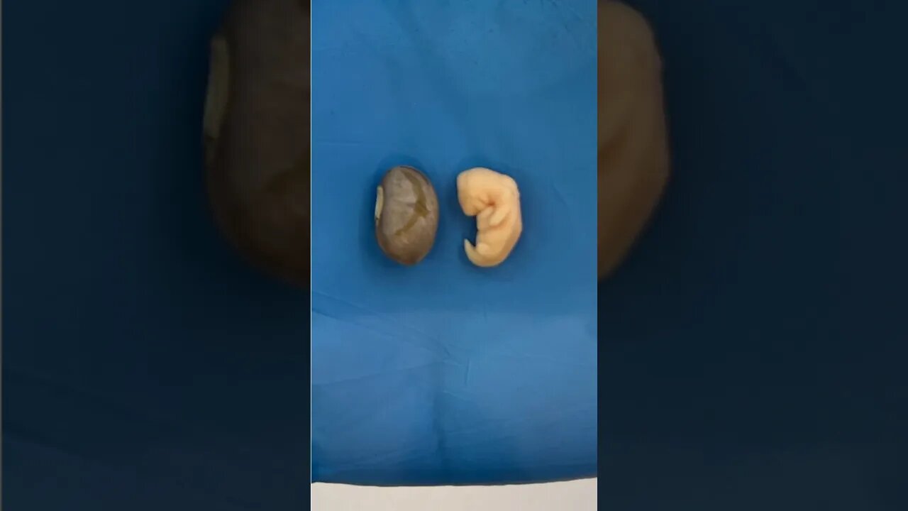 Preciso te mostrar algo divino, a mais bela criação de Deus!