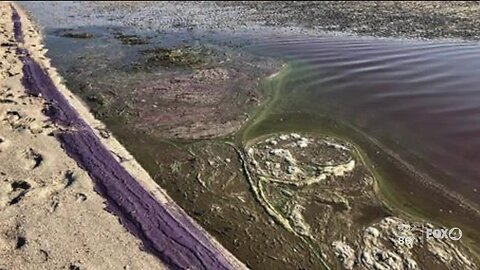 Blue green algae spotted along SWFL beaches