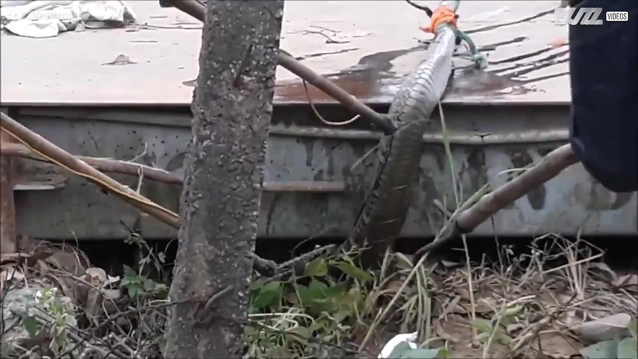 Jättiläismäinen käärme saatiin kiinni Vietnamissa