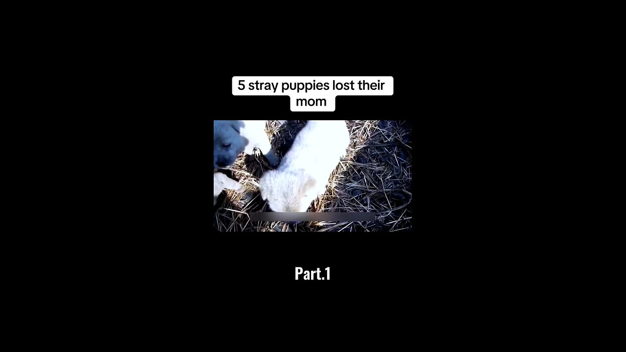 stray puppies lost there mom #dogs #animalbabies