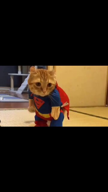 Cuteness Cute Cat Having Fun Wearing Clothes At Her House