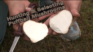 Hunting Puffball Mushrooms