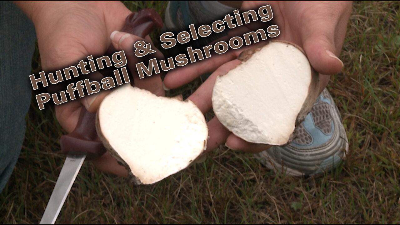 Hunting Puffball Mushrooms