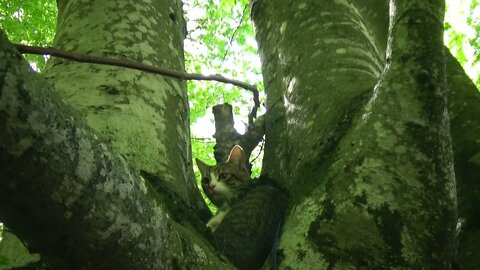 Cute Kitten Is Tired from Hiking and Tries to Sleep in a Tree