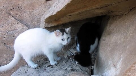 Our Cats #112 #shorts – Pasha & Pusspuss Play Around Cliffs/Rocks