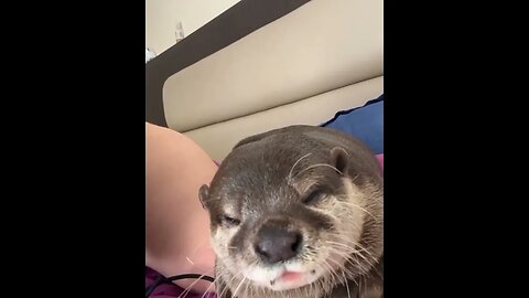 Cute Funny Sea Otter-42