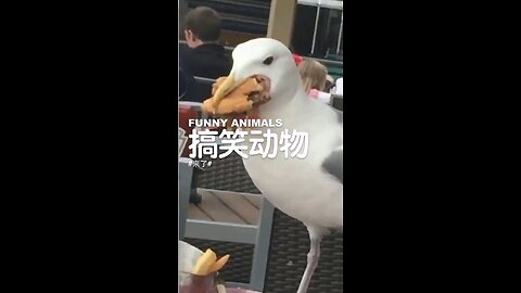funny animals