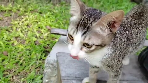 CATNIP PARK PHILIPPINES