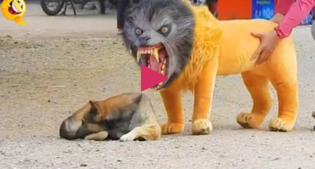 Troll Prank Dog Funny & fake Lion and Fake Tiger Prank To dog & Huge Box Prank to dog