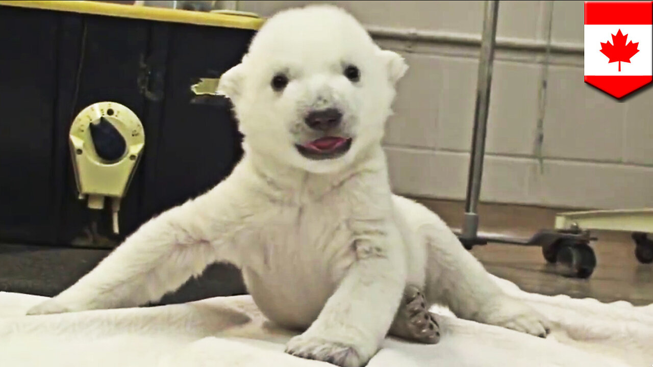 Baby polar bear cub is Toronto Zoo’s cutest killing machine - TomoNews