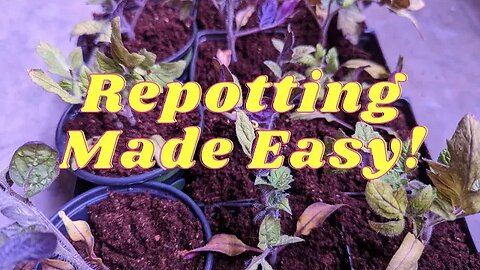 Simple Process to Repot your Plants!