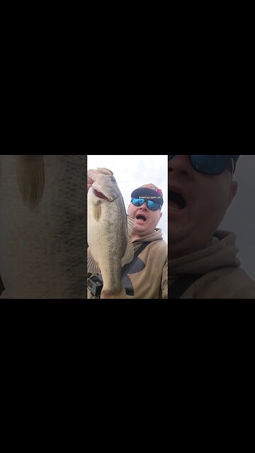 Giant Winter bass Caught #pb #giantbass giant