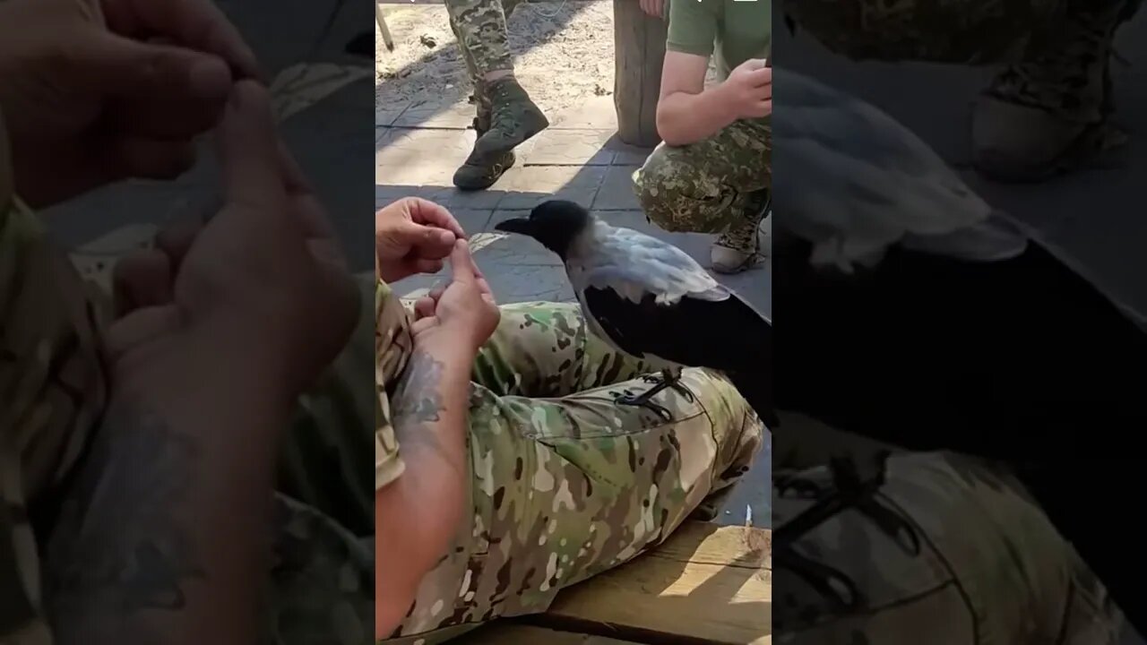 Ukrainian drone on the front line #ukraine #slavaukraine