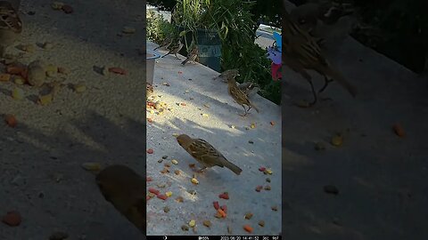 The Birds Enjoy The Seeds From The Pot! 🐦