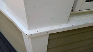 Attack of the Ants