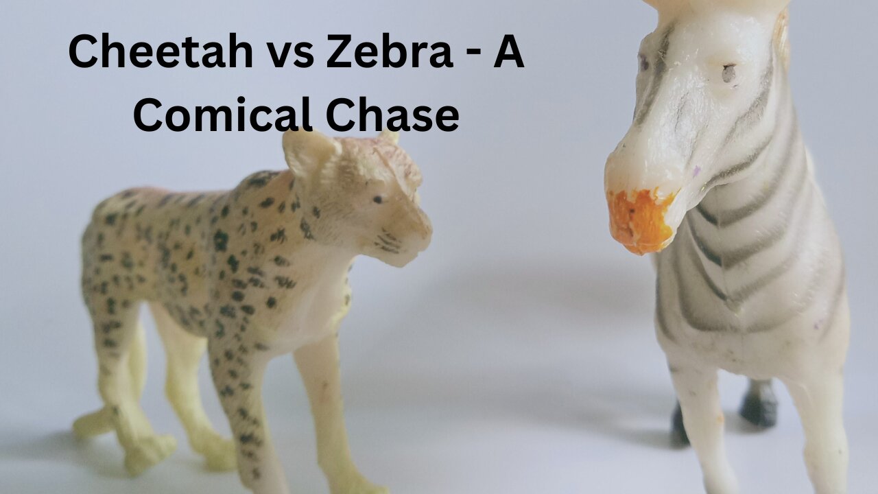 Cheetah vs Zebra - A Comical Chase