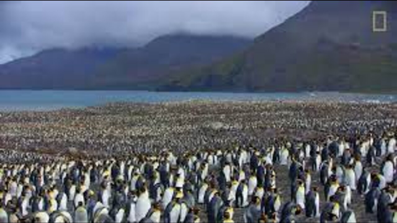 An Antarctic 'City' of 400,000 King Penguins..