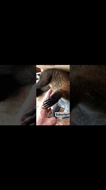 Just a Normal Dog From Ohio