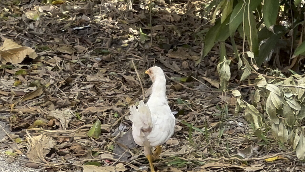 Rooster wondering around in 4k 😳