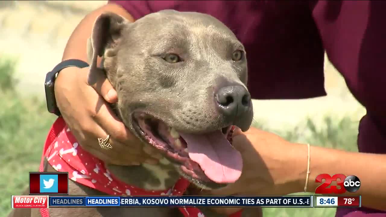 Pet of Week: Weimaraner Mix Midnight