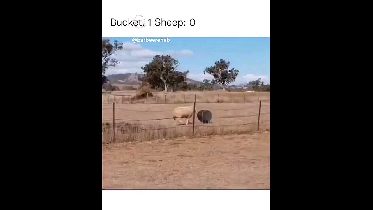 Sheep vs Bucket 🤣