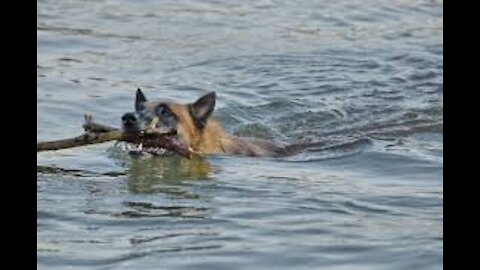 the smartest rescue dog in the world 2021