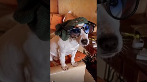 Bob Marley’s Jack Russell #dogvideoshorts