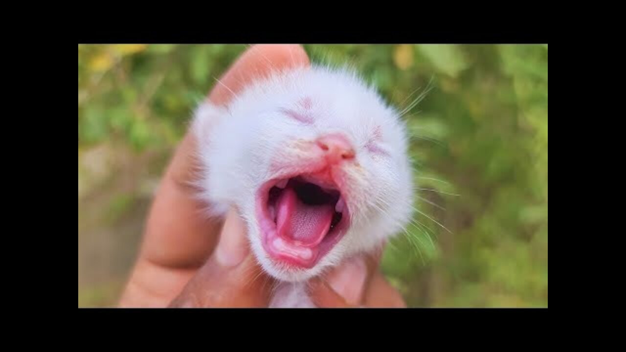 OMG So Cute Cats ♥ Best Funny Cat Videos 2021 |