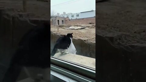 Cat Miscalculated its jump #trending