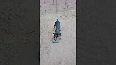 Doberman Puppy LOVES Her Tire! 🤣🐕❤️ #dobermanpinscher #dobermanlove #dobermanpuppy #dobies #dobie