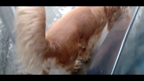 golden dog