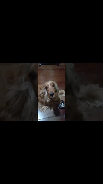 #dogshow , #animals , #dogs , #shorts