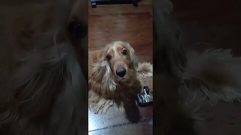 #dogshow , #animals , #dogs , #shorts