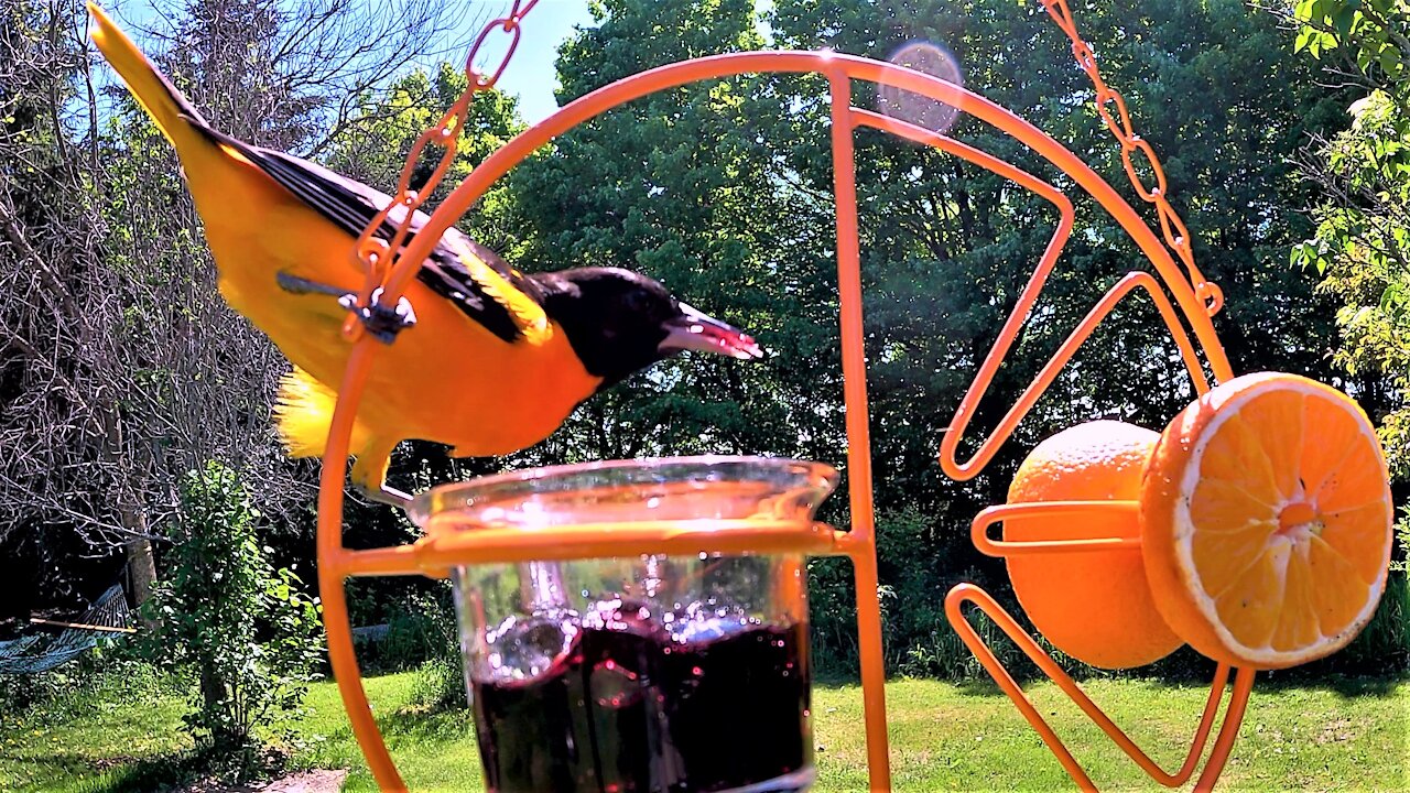 Oriole with stunning colors loves grape jelly & orange treats