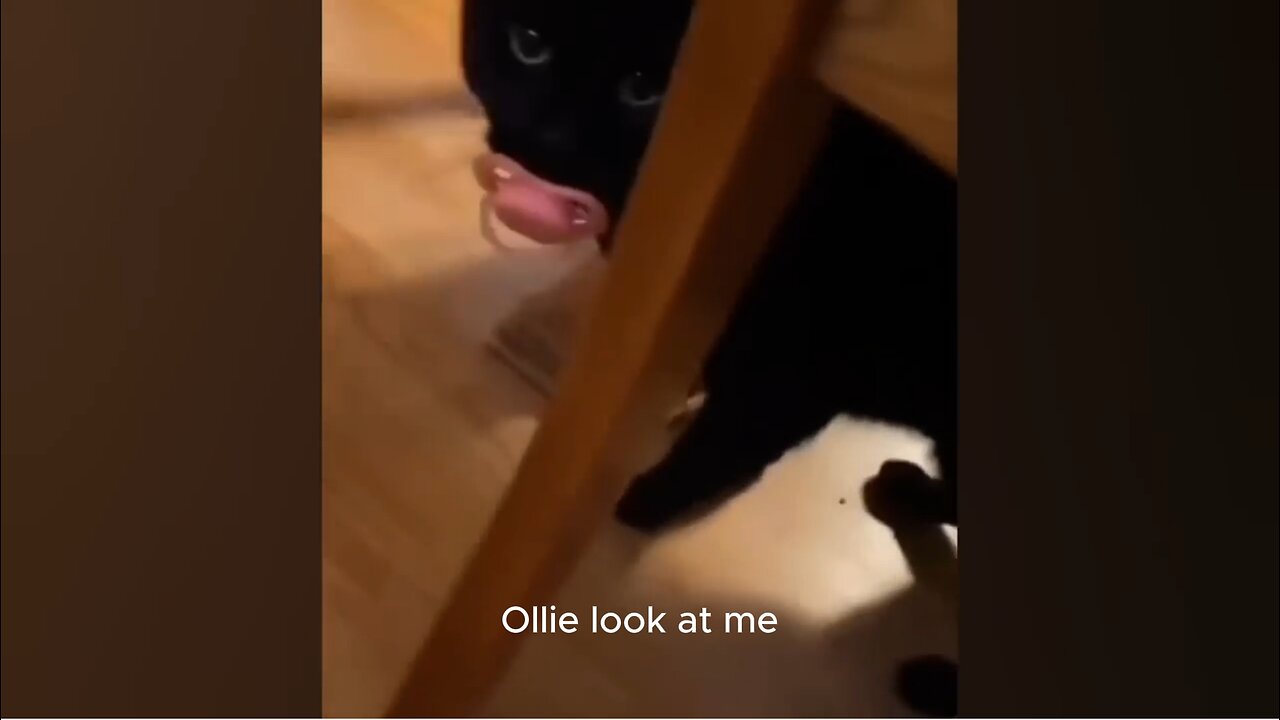 Ollie got caught red handed 🤣🤣🤣 - Funny Animals - Funny Cats - Funny Pet Videos