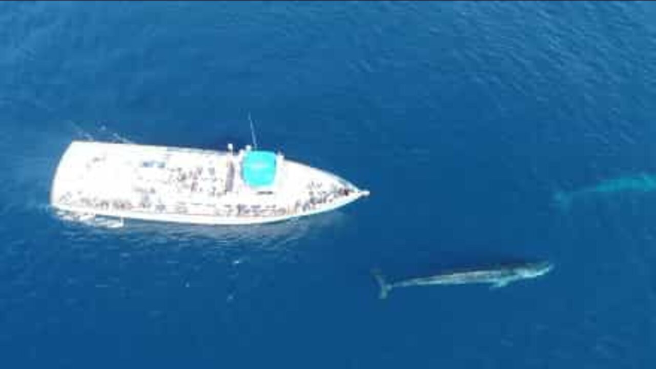 Turistas recebem visita de 2 baleias gigantes na Califórnia